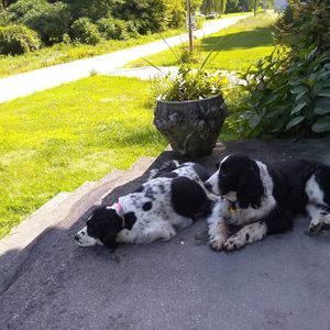 Meet your Posher, Roxie